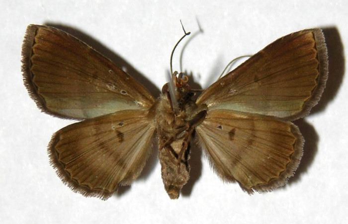 Fig.7 Adulto <i> Antiblemma herilis</i></i>  ventral. Hembra. Voucher: 04-SRNP-55284-DHJ322115.jpg