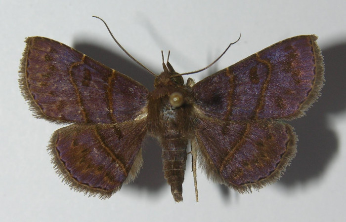 Fig.8 Adulto <i> Antiblemma herilis</i></i>  dorsal. macho. Voucher: 11-SRNP-32226-DHJ557202.jpg