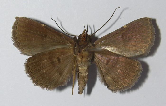 Fig.7 Adulto <i> Antiblemma herilis</i></i>  ventral. Hembra. Voucher: 04-SRNP-55284-DHJ322115.jpg