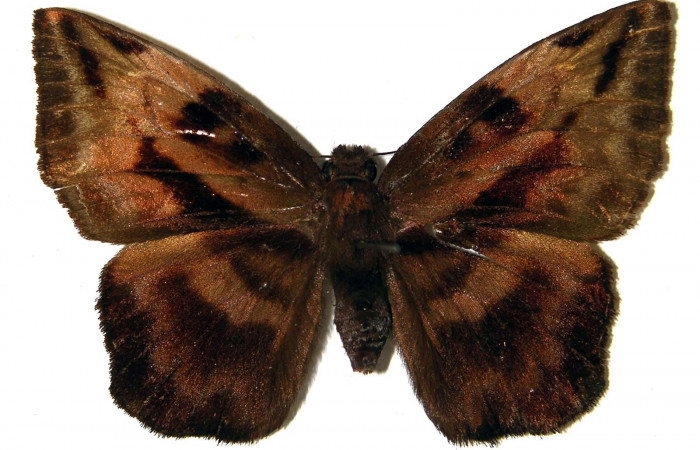 Fig. 2. <i>Doberes anticus</i></i> (Hesperiidae), pupa vista lateral. Area de Conservación Guanacaste, Sector Cacao, Estación Biológica Cacao. (95-SRNP-352-DHJ21692.jpg).