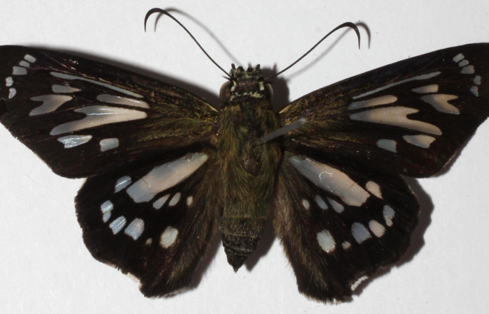 Fig. 6. <i>Phanus</i></i> vitreusDHJ01, adulto vista dorsal, se pueden apreciar antenas delgadas y separadas. Area de Conservación Guanacaste, Sector Cacao, Casa Fran. (18-SRNP-20144-DHJ939082).