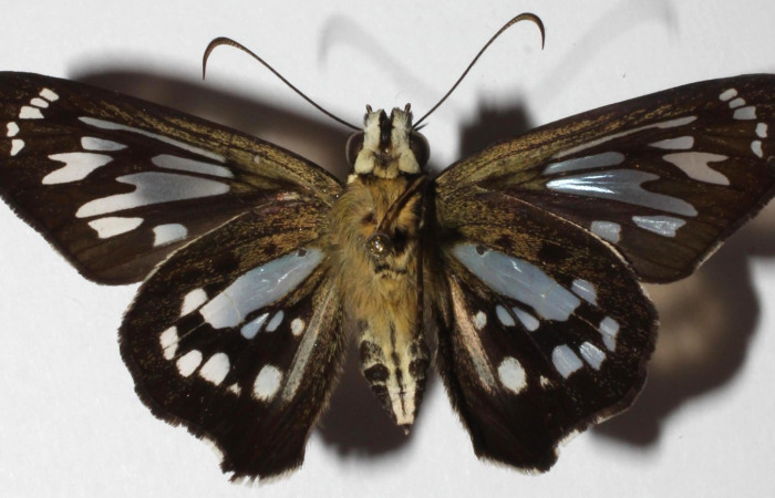 Fig. 5. <i>Phanus</i></i> vitreusDHJ01, adulto vista ventral, se pueden apreciar antenas delgadas y encorvadas. Area de Conservación Guanacaste, Sector Cacao, Casa Fran. (18-SRNP-20144-DHJ939083).