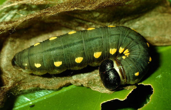 Fig. 1. <i>Doberes anticus</i></i> (Hesperiidae), larva último estadio. Area de Conservación Guanacaste, Sector Cacao, Estación Biológica Cacao. (92-SRNP-1032-DHJ15093.jpg).