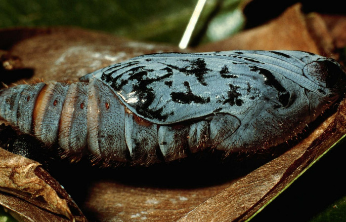 Fig. 11. <i>Doberes anticus</i></i> (Hesperiidae), pupa vista lateral, se puede apreciar como tiene pelos en diferentes partes de la pupa. Area de Conservación Guanacaste, Sector Cacao, Estación Biológica Cacao. (95-SRNP-352-DHJ21692.jpg).