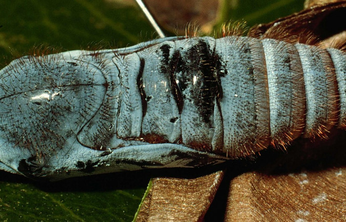 Fig. 10. <i>Doberes anticus</i></i> (Hesperiidae), pupa vista dorsal, se puede apreciar como tiene pelos en diferentes partes de la pupa, al contrario de la larva, ella no tiene pelo. Area de Conservación Guanacaste, Sector Cacao, Estación Biológica Cacao. (95-SRNP-352-DHJ21699.jpg).