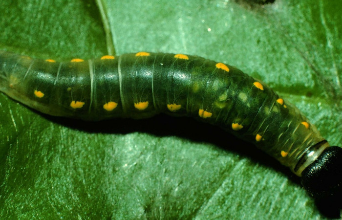 Fig. 9. <i>Doberes anticus</i></i> (Hesperiidae), larva último estadio, vista dorsal. Area de Conservación Guanacaste, Sector Cacao, Sendero Derrumbe. (97-SRNP-1054-DHJ40751.jpg).