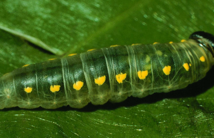 Fig. 8. <i>Doberes anticus</i></i> (Hesperiidae), larva último estadio, vista lateral. Area de Conservación Guanacaste, Sector Cacao, Sendero Derrumbe. (97-SRNP-1054-DHJ40752.jpg).