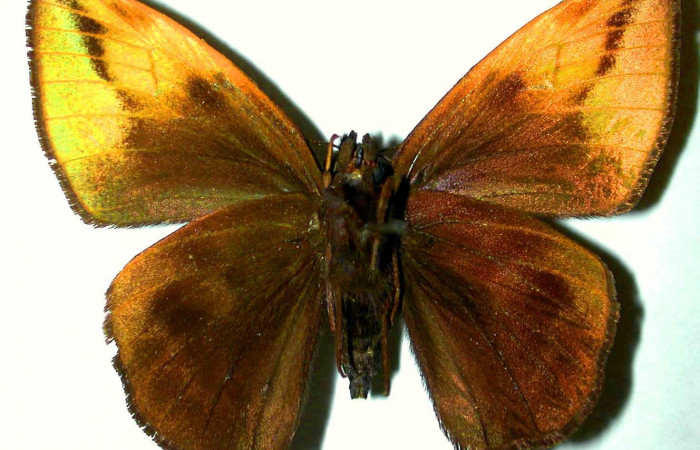 Fig. 4. <i>Doberes anticus</i></i> (Hesperiidae), larva último estadio. Area de Conservación Guanacaste, Sector Cacao, Estación Biológica Cacao. (97-SRNP-11115-DHJ31602).