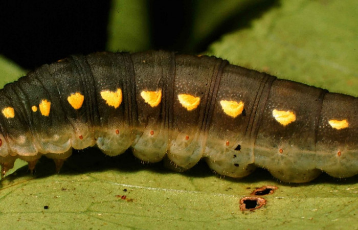 Fig. 7. <i>Doberes anticus</i></i> (Hesperiidae), larva último estadio, vista lateral, en su planta hospedera <i>Zanthoxylum melanostictum</i></i> (Rutaceae). Area de Conservación Guanacaste, Sector Cacao, Sendero Circular. (99-SRNP-1859-DHJ50692.jpg).