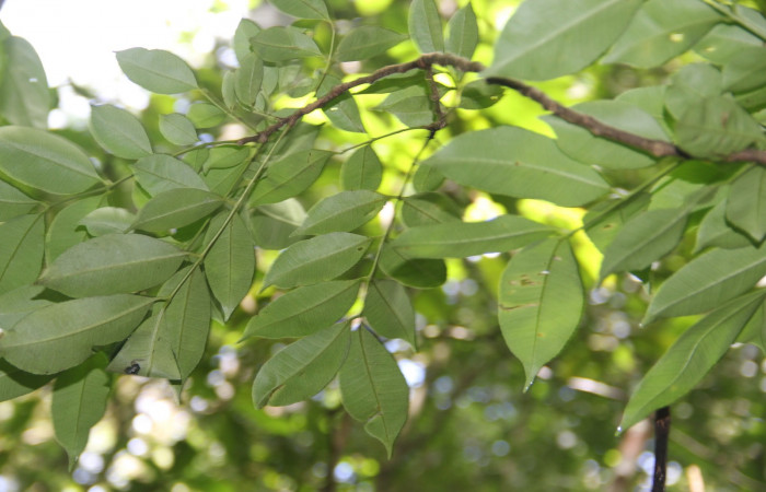 Fig. 14. <i>Zanthoxylum melanostictum</i></i> (Rutaceae), planta hospedera de <i>Doberes anticus</i></i> (Hesperiidae). Area de Conservación Guanacaste, Sector Cacao, Sendero Circular. Foto: Parataxónomo Manuel Pereira 07/20/2019.