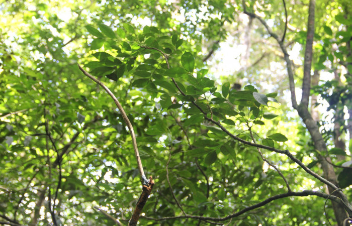 Fig. 12. <i>Zanthoxylum melanostictum</i></i> (Rutaceae), planta hospedera de <i>Doberes anticus</i></i> (Hesperiidae). Area de Conservación Guanacaste, Sector Cacao, Sendero Circular. Foto: Parataxónomo Manuel Pereira 07/20/2019.