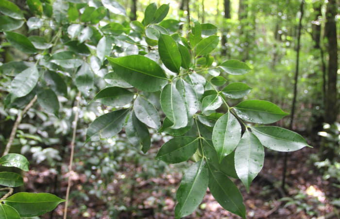Fig. 13. <i>Zanthoxylum melanostictum</i></i> (Rutaceae), ramitas jóvenes, se puede apreciar el margen o borde de las hojas aserrado, planta hospedera de <i>Doberes anticus</i></i> (Hesperiidae). Area de Conservación Guanacaste, Sector Cacao, Sendero Circular. Foto: Parataxónomo Manuel Pereira 07/20/2019.