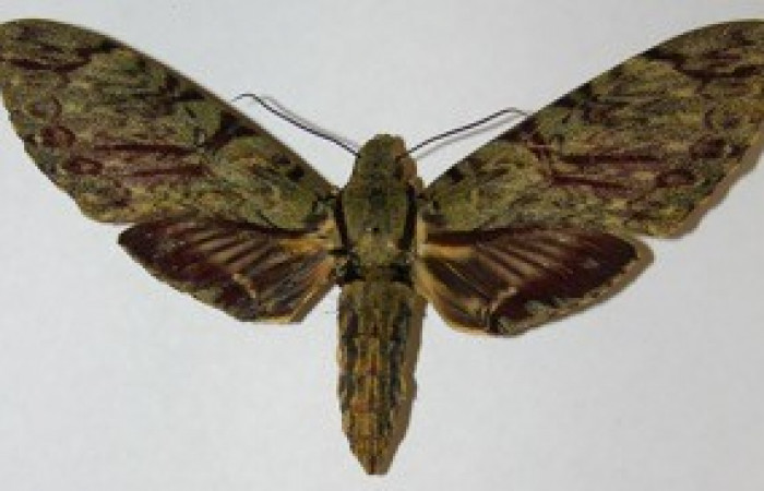 Fig. 01. Adulto de <i>Amphimoea walkeri</i></i> (Sphingidae). Vista dorsal, mide 148mm de longitud. Voucher: 08-SRNP-41929-DHJ507750.jpg. 