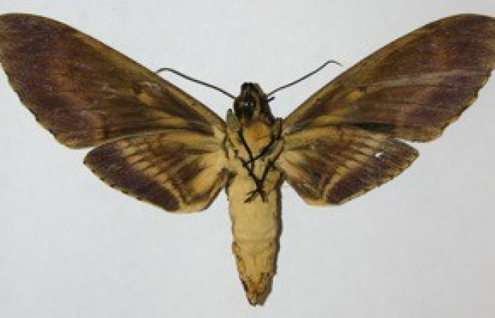 Fig. 02. Adulto de <i>Amphimoea walkeri</i></i> (Sphingidae). Vista ventral, mide 148mm de longitud. Voucher: 08-SRNP-41929-DHJ507751.jpg. 