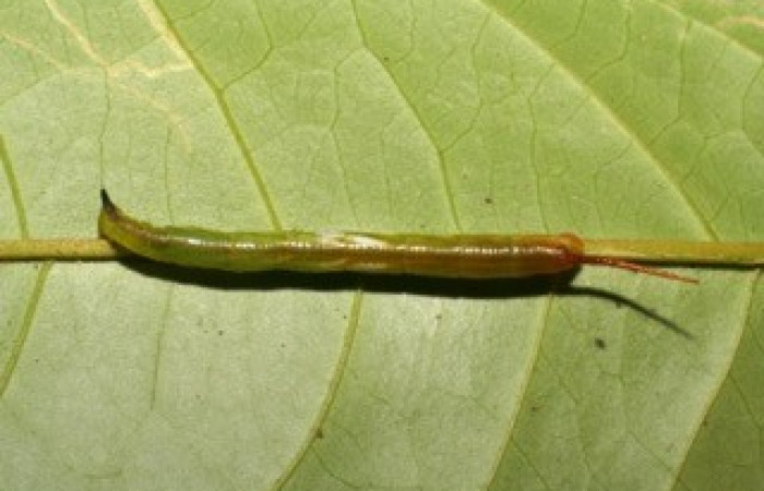 Fig. 03. Larva de <i>Amphimoea walkeri</i></i> (Sphingidae) en segundo estadío, 33mm de longitud, vista dorsal. Voucher: 05-SRNP-43158-DHJ407861.jpg.