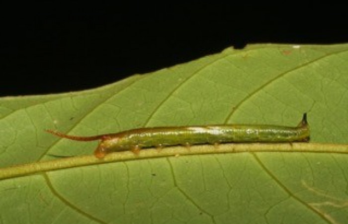 Fig. 04. Larva de <i>Amphimoea walkeri</i></i> (Sphingidae) en segundo estadío, 33mm de longitud, vista lateral. Voucher: 05-SRNP-43158-DHJ407862.jpg.