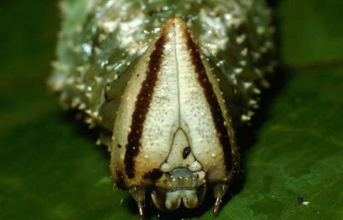 Fig. 05. Larva de <i>Amphimoea walkeri</i></i> (Sphingidae) en último estadío, 93mm de longitud, acercamiento frontal de la cabeza. Voucher: 03-SRNP-11385-DHJ75784.jpg.