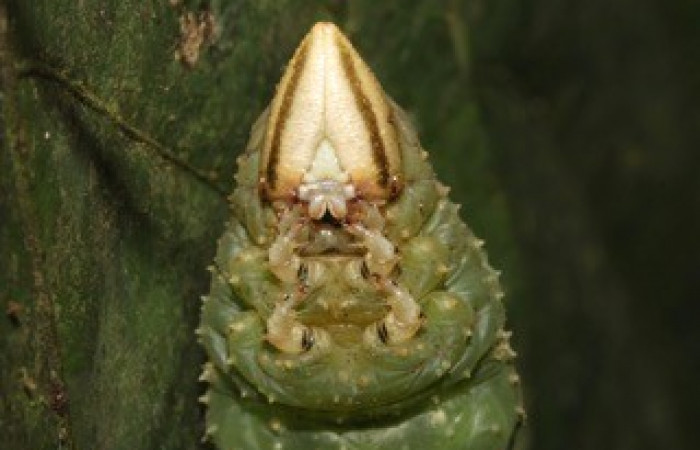 Fig. 06. Larva de <i>Amphimoea walkeri</i></i> (Sphingidae) en último estadío, 104mm de longitud, acercamiento frontoventral del torax. Voucher: 16-SRNP-31563-DHJ735642.jpg.