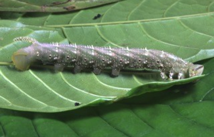 Fig. 07. Larva de <i>Amphimoea walkeri</i></i> (Sphingidae) en penúltimo estadío, 83mm de longitud, vista lateral. Voucher: 16-SRNP-31563-DHJ735532.jpg.