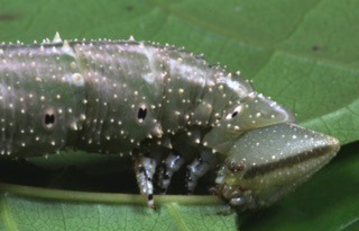 Fig. 08. Larva de <i>Amphimoea walkeri</i></i> (Sphingidae) en penúltimo estadío, 83mm de longitud, vista lateral del torax. Voucher: 16-SRNP-31563-DHJ735530.jpg.
