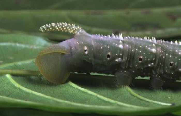 Fig. 09. Larva de <i>Amphimoea walkeri</i></i> (Sphingidae) en penúltimo estadío, 83mm de longitud, vista lateral del trasero. Voucher: 16-SRNP-31563-DHJ735531.jpg.