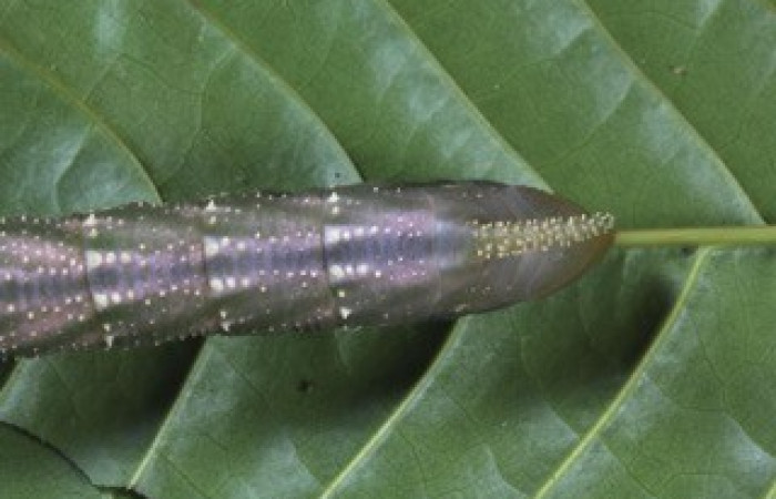 Fig. 10. Larva de <i>Amphimoea walkeri</i></i> (Sphingidae) en penúltimo estadío, 83mm de longitud, vista dorsal del trasero. Voucher: 16-SRNP-31563-DHJ735534.jpg.