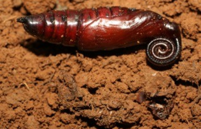 Fig. 11. Pupa de <i>Amphimoea walkeri</i></i> (Sphingidae), 71mm de longitud, vista lateral. Voucher: 08-SRNP-41929-DHJ449566.jpg.