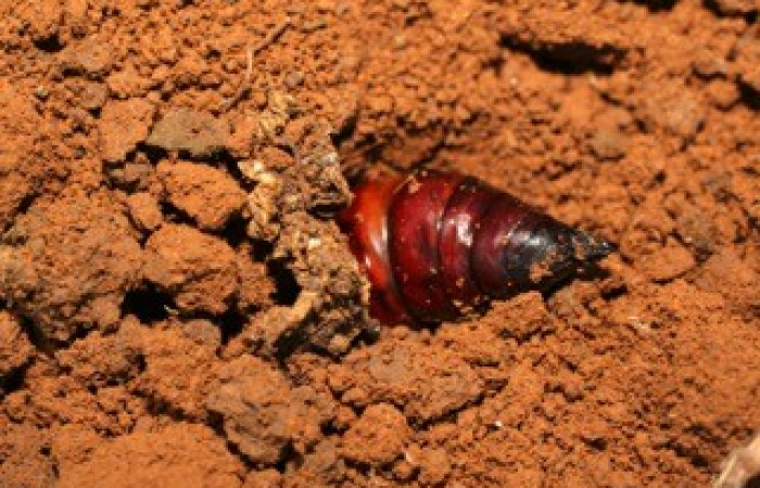 Fig. 12. Pupa de <i>Amphimoea walkeri</i></i> (Sphingidae) 71mm de longitud, vista lateral. Voucher: 08-SRNP-41951-DHJ449567.jpg.
