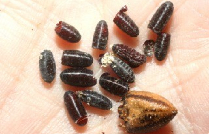 Fig. 13. Puparios de Tachinidae <i>Drino sp</i></i> parásitos de pupa de <i>Amphimoea walkeri</i></i> (Sphingidae) y vista de la muda de la cabeza de la larva. Voucher: 08-SRNP-41825-DHJ453521.jpg.