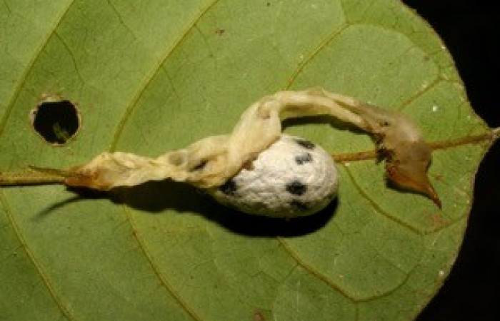 Fig. 14. Capullo de Ichneumonidae <i>Cryptophion sp</i></i> parásito de larvas de <i>Amphimoea walkeri</i></i> (Sphingidae) en tercer estadío, 35mm de longitud. Voucher: 06-SRNP-43834-DHJ417371.jpg.