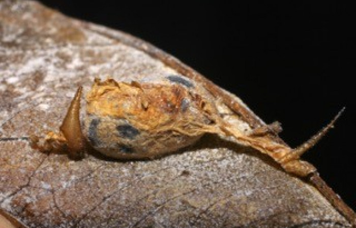 Fig. 15. Capullo de Ichneumonidae <i>Cryptophion sp</i></i> parásito de larvas de <i>Amphimoea walkeri</i></i> (Sphingidae) en tercer estadío. Voucher: 04-SRNP-41953-DHJ429521.jpg.