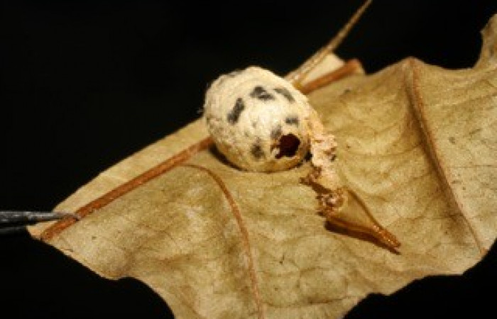 Fig. 16. Capullo de Ichneumonidae <i>Cryptophion sp</i></i> parásito de larvas de <i>Amphimoea walkeri</i></i> (Sphingidae) en tercer estadío. Voucher: 04-SRNP-42748-DHJ423951.jpg.