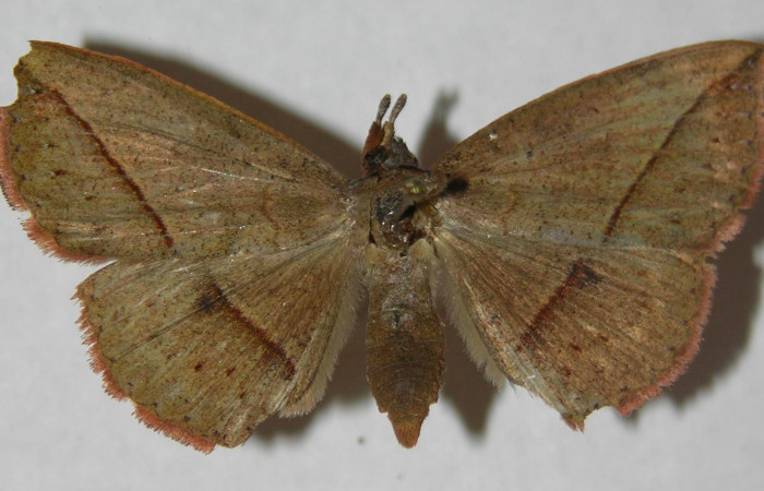 Fig.1. Hembra de <i>Gorgone fellearis</i></i> en posición dorsal. Voucher :13-SRNP-68992-DHJ597338.jpg.