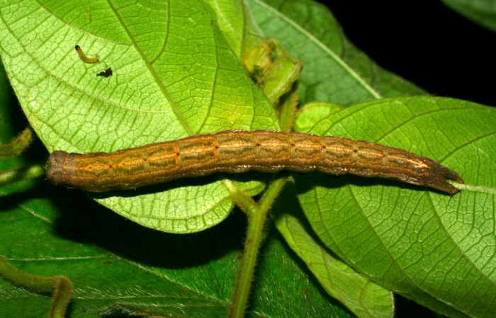 Fig.10. Larva de <i>Gorgone fellearis</i></i> en posición dorsal. Voucher : 06-SRNP-22636-DHJ424815.jpg.