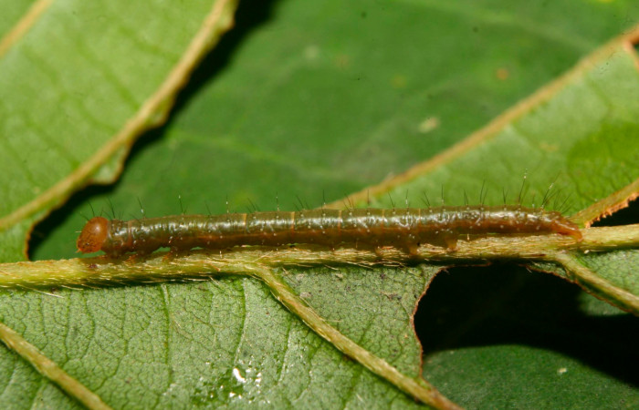 Fig.11. Larva de <i>Gorgone</i></i> augustaDHJ02. Voucher :14-SRNP-70342-DHJ703936.jpg.