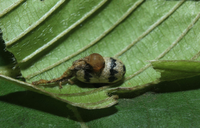 Fig.12. Capullo Microcharops tibialisDHJ20 de la familia ((Ichneumonidae), parásito de larva <i>Gorgone</i></i> augustaDHJ02 ). Voucher : 14-SRNP-71813-DHJ726125.jpg.