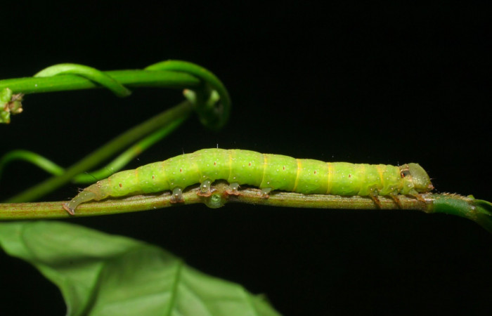Fig.13. Larva de <i>Gorgone</i></i> augustaDHJ03 de la familia . Voucher : 08-SRNP-32680-DHJ446301.jpg.