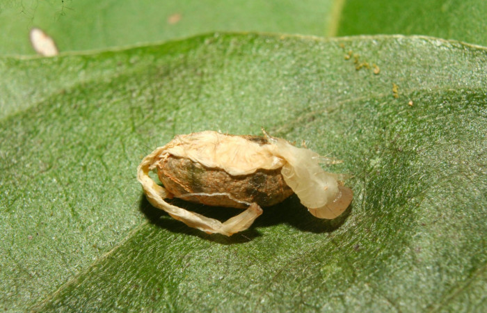 Fig.14. Capullo Gorgone augustaDHJ03 de la familia ((Ichneumonidae), parásito de larva parásito de <i>Gorgone</i></i> augustaDHJ03. Voucher : 13-SRNP-71397-DHJ702971.jpg.