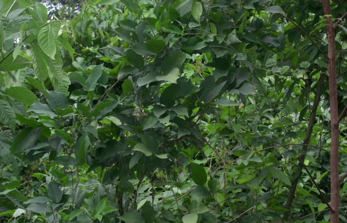 Fig.15. Planta hospedera de <i>Gorgone fellearis</i></i>, <i>Vigna adenantha</i></i>.