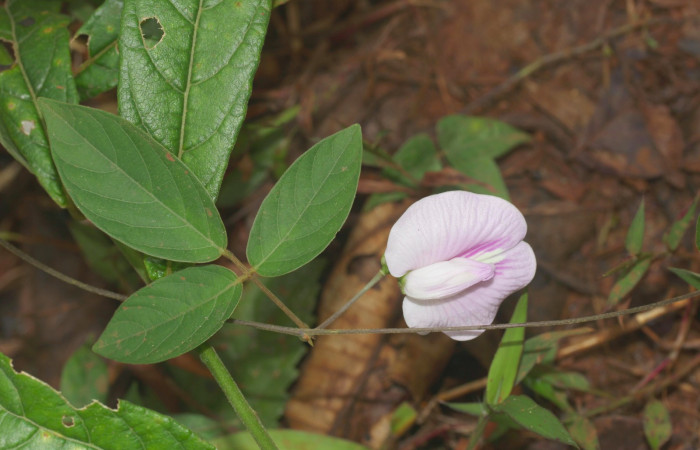 Fig.16. Mostrando hoja <i>Vigna adenantha</i></i>, plata hopedera de <i>Gorgone fellearis</i></i>. 