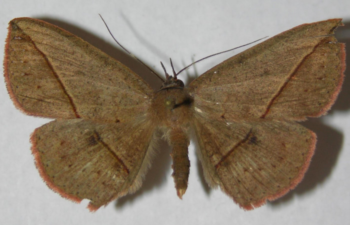 Fig.2. Macho de <i>Gorgone fellearis</i></i> en posición dorsal. Voucher : 13-SRNP-68995-DHJ597340.jpg.