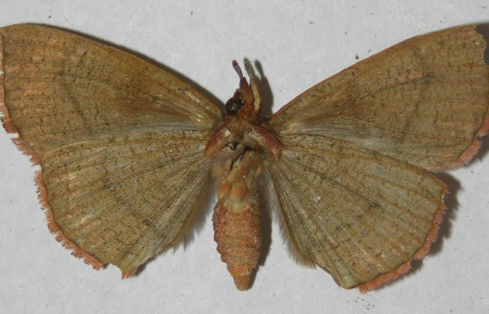 Fig.3. Hembra de <i>Gorgone fellearis</i></i> en posición ventral. Voucher : 13-SRNP-68992-DHJ597339.jpg.
