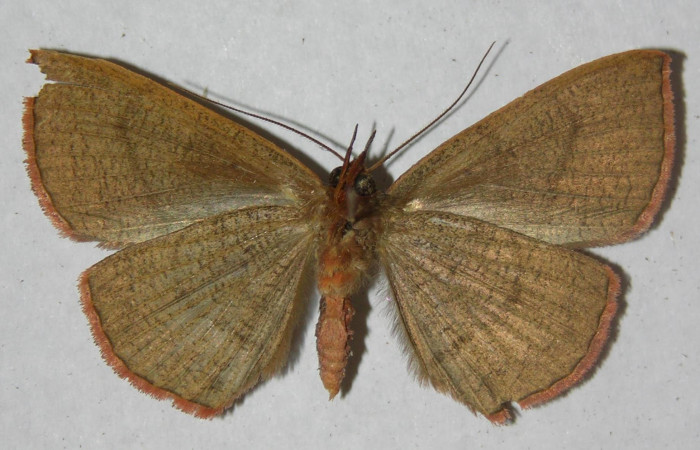 Fig.4. Macho de <i>Gorgone fellearis</i></i> en posición ventral. Voucher : 13-SRNP-68995-DHJ597341.jpg.