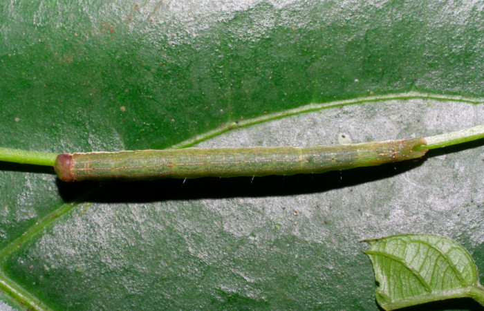 Fig.5. Larva de <i>Gorgone fellearis</i></i>. Voucher : 05-SRNP-34635-DHJ424389.jpg.