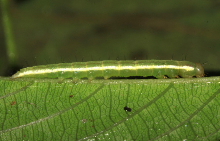 Fig.6. Larva de <i>Gorgone fellearis</i></i>. Voucher :15-SRNP-30392-DHJ721739.jpg.