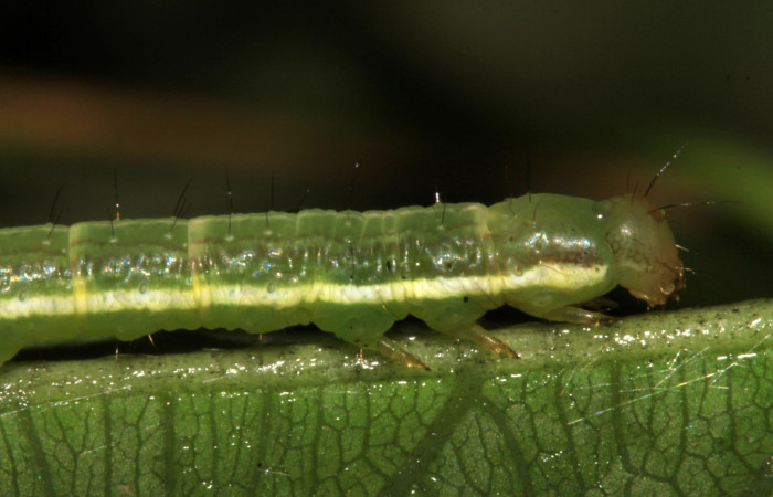 Fig.7. Mostrando cabeza en posición lateral de`<i>Gorgone fellearis</i></i>. Voucher : 15-SRNP-30392-DHJ721742.jpg.