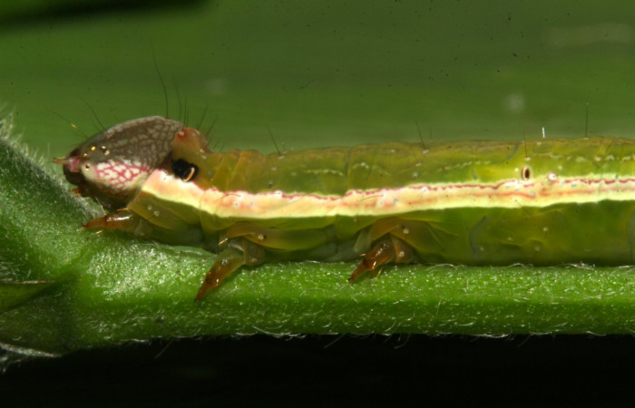 Fig.8. Mostrando cabeza en posición lateral de <i>Gorgone fellearis</i></i>. Voucher : 18-SRNP-32113-DHJ748387.jpg