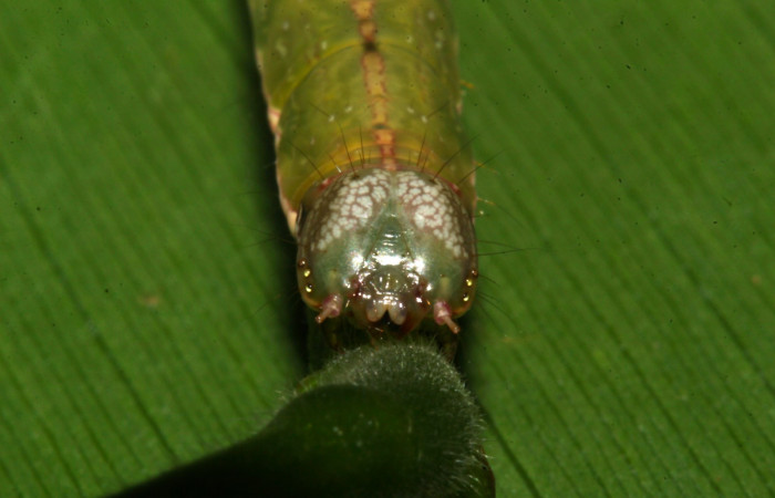 Fig.9. Mostrando cabeza en posición frontal de <i>Gorgone fellearis</i></i>. Voucher : 18-SRNP-32113-DHJ748389.jpg.