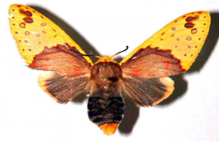 Fig. 1 Parte dorsal de la hembra <i>Amaxia apyga</i></i> (Erebidae). (99-SRNP-16536-DHJ38382).