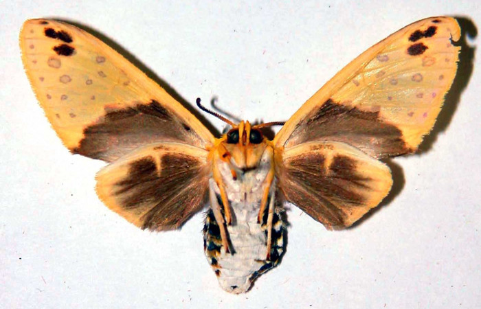 Fig. 2 Parte ventral de la hembra <i>Amaxia apyga</i></i> (Erebidae). (99-SRNP-16536-DHJ38383).